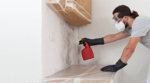 Professional Basement Mold Remediation technician working in Cibolo, TX