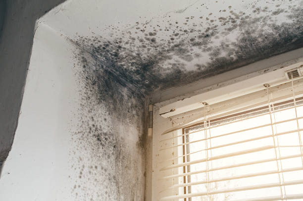 Affordable Basement Mold Remediation solutions in Cibolo, TX